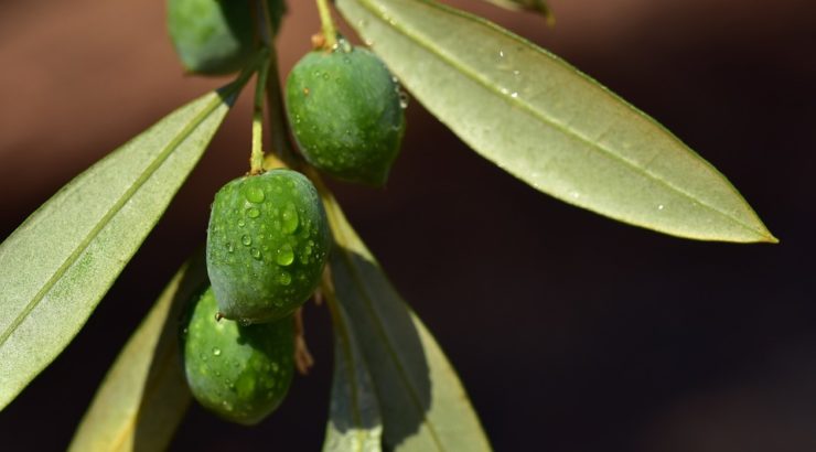 oliwny liść